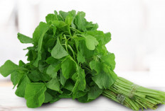 Daftar Sayuran Tahan Panas yang Tetap Subur Meski Jarang Disiram di Rumah: Cocok untuk Musim Kemarau