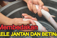 Cara Membedakan Induk Lele Jantan dan Betina, Tips Sukses Pembenihan