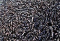 Cara Membuat Pakan Ikan Lele Organik dari Kotoran Ternak dan Ampas Tahu