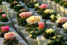 7 Tips Merawat Tanaman Hias di Halaman Rumah Agar Tetap Subur Saat Cuaca Panas Terik