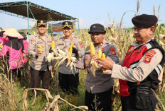 Panen Raya Jagung Program Ketahanan Pangan di Tanjung Pasir, Kapolres Ogan Ilir Antusias dan Berikan Apresiasi