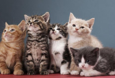 Tips Ampuh Jaga Bulu Kucing Sehat dan Berkilau: Tidak rontok dan Tetap Lebat!