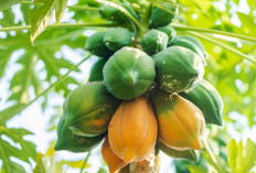 Cara Menanam Pepaya California, Tanaman Buah yang Tumbuh Optimal di Dataran Rendah