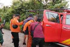  Melompat dari Pos, Karyawan Batu Bara di Banyuasin Ditemukan Tim SAR Gabungan di Hutan, Kondisi Linglung