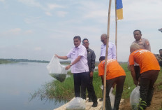 Pastikan Populasi Ikan Patin Sungai Terus Terjaga, Dinas Perikanan Ogan Ilir Tebar 1,5 Juta Bibit