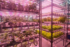 Grow Light LED Hemat Listrik Jadi Solusi Hidroponik Indoor, Ini Rekomendasi dan Tips Memilihnya