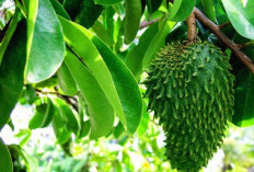 Cara Merebus Daun Sirsak Berikut 5 Manfaat Air Rebusan Daun Sirsak untuk Kesehatan 