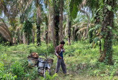 Harga Sawit Anjlok, Petani Sawit di OKI Mengeluh