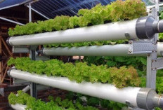 7 Tips Efektif untuk Mengatasi Lumut pada Pipa Hidroponik di Musim Hujan 2026