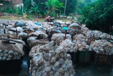 Produksi Karet Petani di OKI Menurun di Musim Kemarau, Harga Berangsur Naik