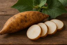 5 Manfaat Ubi Yakon bagi Kesehatan, Kaya Prebiotik dan Berpotensi Bantu Jaga Gula Darah