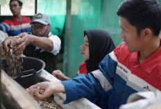 PHE Ogan Komering Wujudkan Desa Hijau dan Mandiri melalui Kompas Lestari