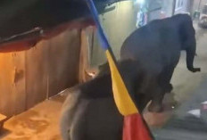 Woww! Hewan Liar Gajah Melintas di Pasar Jukung Air Sugihan OKI