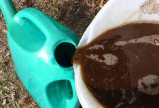 Cara Membuat Pupuk Organik Cair Sendiri untuk Membantu Melebatkan Buah Kelapa Sawit di Lahan Gambut