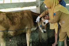 Disbunnak OKI Himbau Calon Pembeli Pilih Hewan Kurban Fisik Sehat