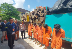 Angkut Ratusan Batang Kayu Log dari Hutan di Muba, 5 Sopir Ditangkap Polda Sumsel, Siapa Pemiliknya?