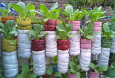 Taman Vertikal dari Botol Bekas, Solusi Cerdas Membuat Teras Rumah Hijau dan Segar