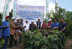Panen Raya Kopi Arabika Kintamani Bali, Pusri dan Kementerian Pertanian Perkuat Daya Saing ke Pasar Global