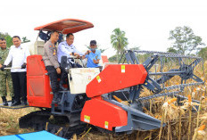 Hadiri Panen Raya Jagung di OKU Selatan, Wagub Cik Ujang Tegaskan Komitmen Sumsel Dukung Ketahanan Pangan
