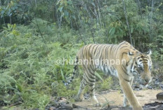 Harimau Sumatra Terekam Kamera Jebak, ini Penampakannya