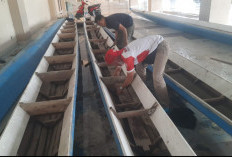 Pemkab OKI Gelar Perahu Bidar HUT Ke-80 RI, Start di Kelurahan Jua Jua 