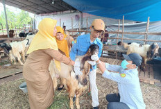 Hewan Kurban Pedagang di Kayuagung Diperiksa Kesehatan oleh Disbunnak, Pilih Hewan Sehat secara Fisik