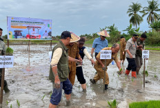Polsek Pemulutan Kawal Gerakan Tanam Serentak Brigade Pangan di Desa Pelabuhan Dalam Ogan Ilir