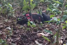 Warga Desa Sungutan OKI Heboh Temukan Mayat di Kebun