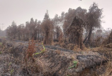 Hutan Sematang Borang Terbakar
