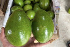 Manfaat Konsumsi Buah Alpukat Saat Sahur, Dijamin Perut Kenyang hingga Magrib