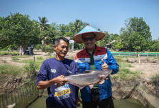 Pelestarian Ikan Belida: Upaya Kilang Pertamina Jaga Identitas Sungai Musi dan Warisan Kuliner Palembang