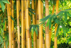 Daun dan Rebung Bambu Kuning Dipercaya Berkhasiat untuk Penyakit Kuning, Begini Cara Mengolahnya
