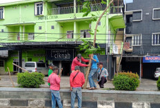 Percantik Kota Kayuagung, Taman Double Road Ditanam Pohon Tabebuya
