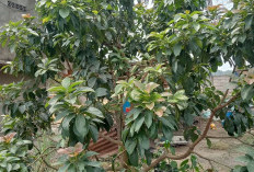 Cara Memangkas (Purning) Pohon Alpukat: Teknik dan Tips Agar Berbuah Lebat