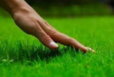 Panduan Merawat Rumput Taman Saat Musim Pancaroba agar Tetap Hijau, Tidak Menguning dan Kering
