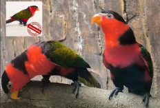 Kodaeral XIV Gagalkan Penyelundupan 16 Burung Kasturi Kepala Hitam, Harga di Pasar Gelap Tembus Rp50 Juta/Ekor