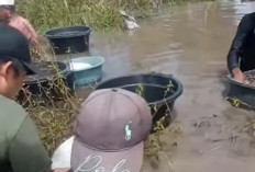 Warga Batu Ampar SP Padang OKI Berburu Emas di Rawa, Viral di Medsos