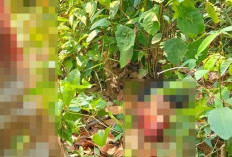 Kejam, Pelaku Pencurian Sawit di Muba Dimutilasi