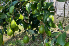 Cara Perawatan Mudah, Ini 7 Varietas Alpukat Cocok Ditanam Di Pekarangan