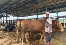 Harga Sapi dan Kambing Kurban 2026 Merangkak Naik Menjelang Iduladha