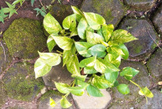  5 Tanaman Hias Ampuh Saring Udara Bikin Ruangan Segar Bebas Polusi