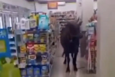 Jelang Hari Raya Kurban di Palembang, Sapi Masuk Minimarket Rusak Sepeda Motor hingga Nyebur ke Sungai 