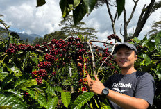 Dari 308 Peserta, Kopi Robusta Lahat Tembus Lima Besar Nasional di Kontes Kopi Spesialti Indonesia 2025