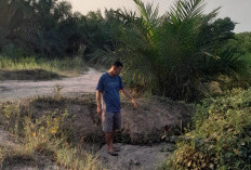 Limbah RMKO Diduga Cemari Kebun Warga Akibatkan 35 Batang Sawit Mati, Pihak PT Kasih Tanggapan Singkat?   