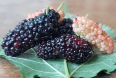 Jarang Dikonsumsi, Ini 8 Manfaat Buah Mulberry untuk Kesehatan, dari Gula Darah hingga Jantung
