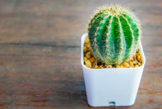 5 Tanaman Hias Tahan Kemarau, Tetap Segar Meski Jarang Disiram