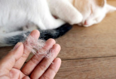 8 Tips Merawat Kucing Ras agar Bulu Tidak Rontok Parah Saat Musim Kemarau