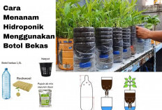 Cara Menanam Hidroponik Menggunakan Botol Air Mineral Bekas, Praktis dan Ramah Lingkungan