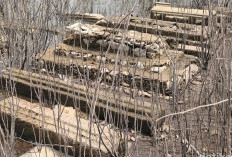 Waduk Gajah Mungkur Surut, Puluham Makak Kuno Bermunculan