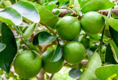 Cara Menanam Jeruk Nipis dan Lemon di Pot, 6 Bulan Sudah Berbuah Lebat